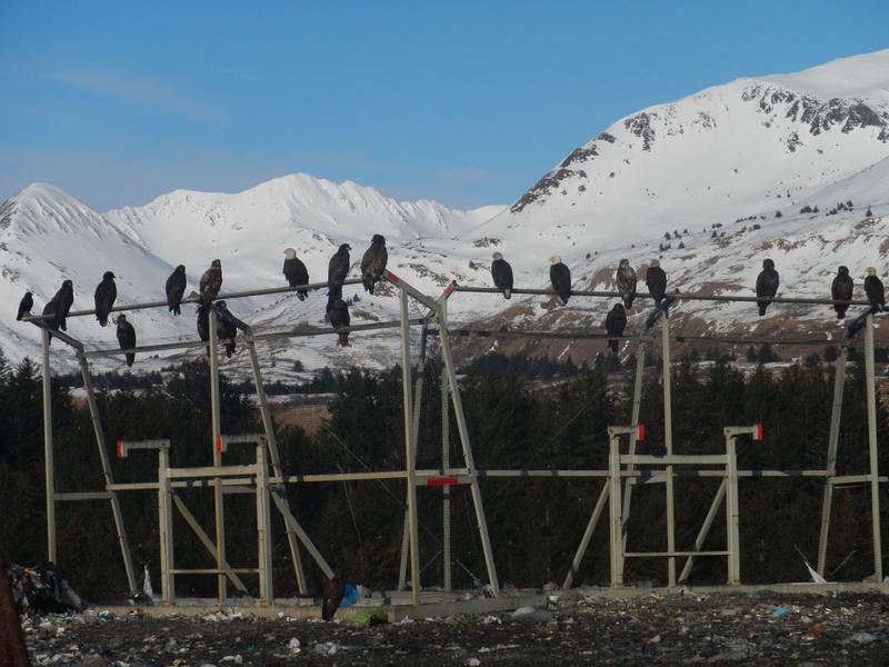 A group of birds perched on The BULL fencing.